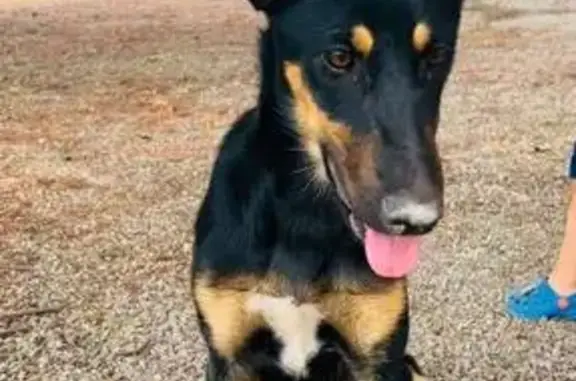 Perdido perro, Puerto Lumbreras, Lorca — hembra dócil de 8 meses - photo