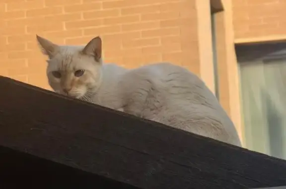 Gato encontrado, Calle Sócrate...