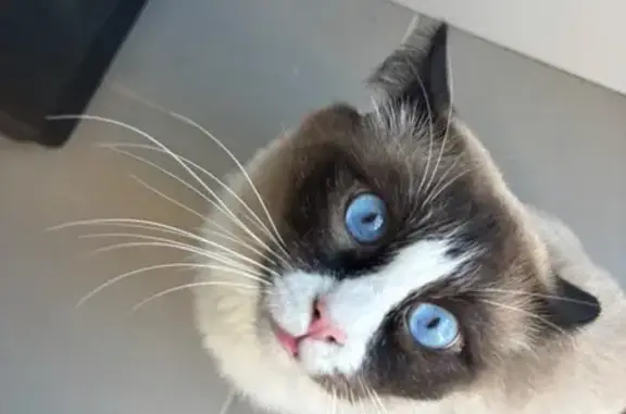 Lost pets Melbourne, photo: Lost male cat, Cottle Drive, Casey City, Melbourne — chocolate point ragdoll