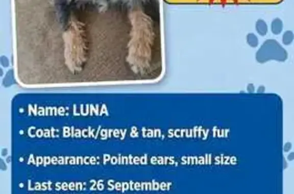 Lost dog, Middle Road, 115, Brakpan — female with pointed ears - photo