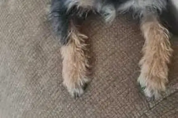 Lost dog, Middle Road, 115, Brakpan, Riverlea — female with pointed ears - photo