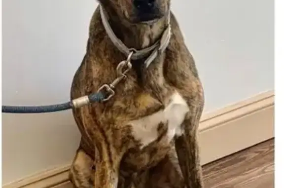 Lost dog, male, North Valley Road, 1435, Malvern — brindle black-and-tan coat - photo