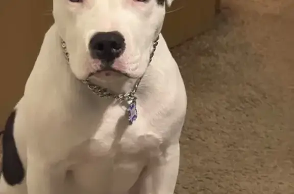 This is my puppy Hagrid got away from me today, Sunday, around 8:15 PM near the Casey’s at 24th Street and Olive Street in rogers. He is a 7-month-old American Bully—white with black spots—and has a hairless birthmark on his neck/back. He was wearing a thin green-and-black camo harness and dragging a gray-and-black retractable leash. He is not microchipped and is afraid of loud noises.