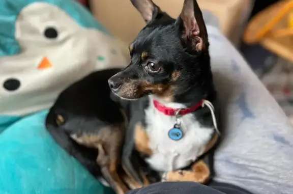 Lost dog, Forest Road, 7750, Cincinnati — male Min-Pin/Chihuahua mix - photo