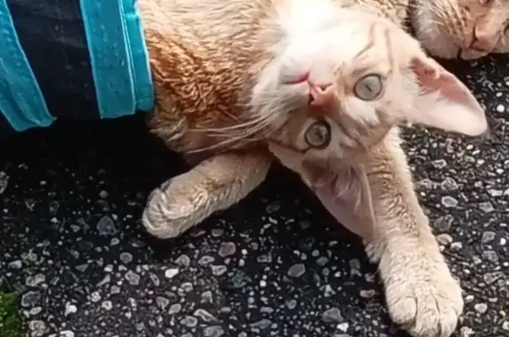 Búsqueda de mascotas, foto: Gato perdido, hembra, Avenida Erasmo Castellanos Quinto, 472, Ciudad de México, Coyoacan — pecho blanco
