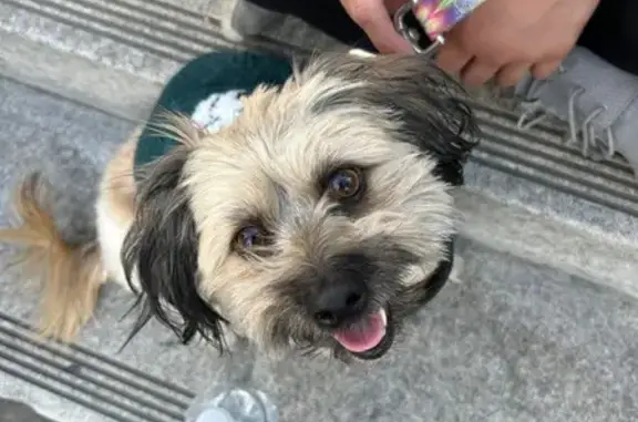 Lost male dog, Burton Street, 10576, Riverside, Vista — brown with black muzzle and ears - photo