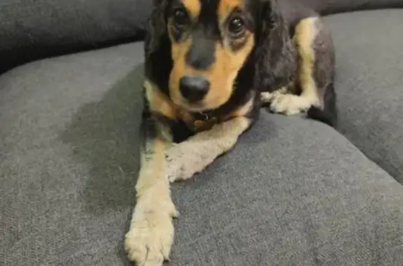 Búsqueda de mascotas, foto: Perro perdido, hembra, Andador 5, MZ4 LT18, Ciudad de México, Iztacalco — mestiza cocker negra