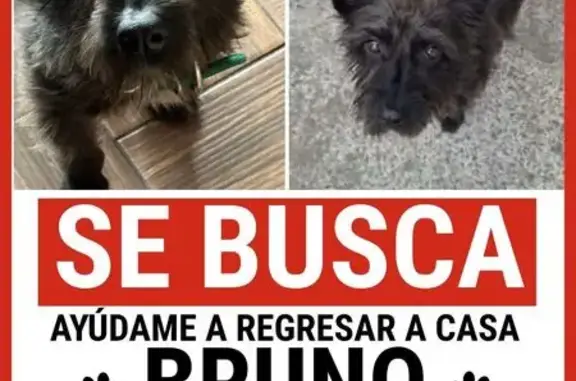 Búsqueda de mascotas, foto: Perro perdido macho, Cerrada Tultitlan 16, Ciudad López Mateos — 6 kg y orejas paradas