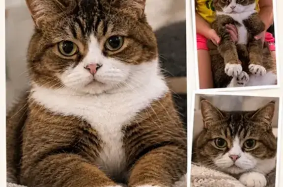 Gato perdido, Rubí, Cataluña, Rubi — Scottish Straight - photo