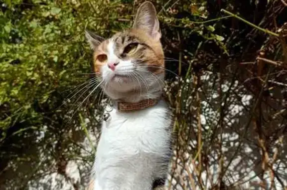 Gato perdido, hembra, Calle el Barrero, 12, Bormujos, Mairena del Aljarafe — tiene microchip - photo