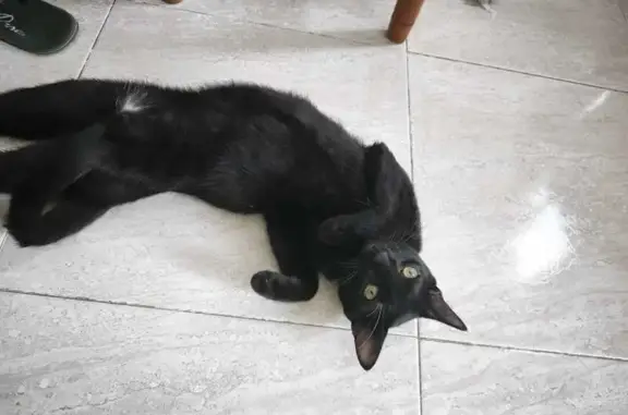 Gato perdido, Carrer de Miquel Paredes, 22, València, Mislata — manchas blancas en la tripa - photo