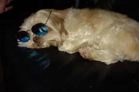 Lost dog, Lakemont Boulevard, Ohio, Columbus — female senior Shih Tzu, partially blind - photo