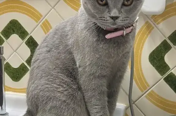 Gato perdido, Carrer de Sant Ferran, Amposta, Tortosa — collar rosa con piedrecitas - photo