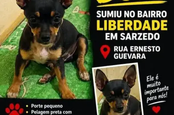 Cachorro perdido, Sarzedo, Minas Gerais — porte pequeno, pelagem preta com caramelo - photo