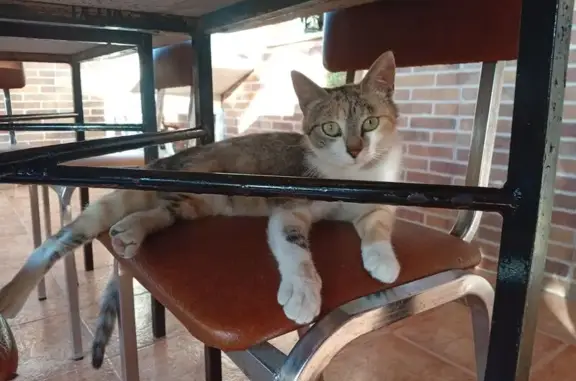 Gata muy sociable y cariñosa, lleva collar antipulgas verde, responde al nombre de Blu, no lleva chip, pero no sé iría del campo a no ser que se la llevarán o se haya asustado por algún perro y este desorientada, lleva un año conmigo, vino de cachorra y es como un perro , es decir la llamas y viene corriendo , desaparecida entre el sábado a las 14:00h y domingo 28/09/26 a las 18:00h