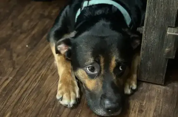 Lost dog, Butler Road, Fort Wayne — male, black with brown spots - photo