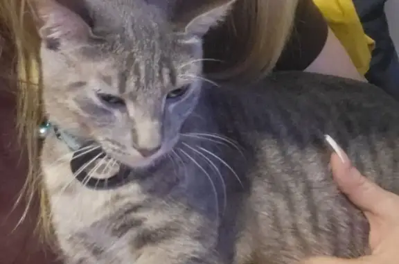 Lost cat, Evergreen Trail, 21678, Rogers, Arlington — male, very friendly - photo