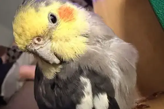 Lost pets Austin, photo: Lost bird, Cinch Drive, San Antonio, Austin — friendly, possibly with a blue ID ring