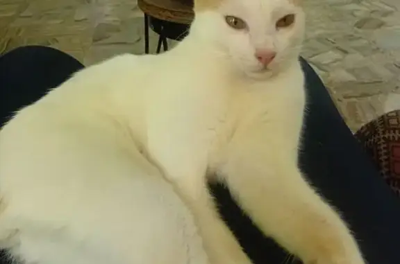 Búsqueda de mascotas, foto: Gato perdido, Callejón Dibujantes, Mexico City — mancha en forma de corazón