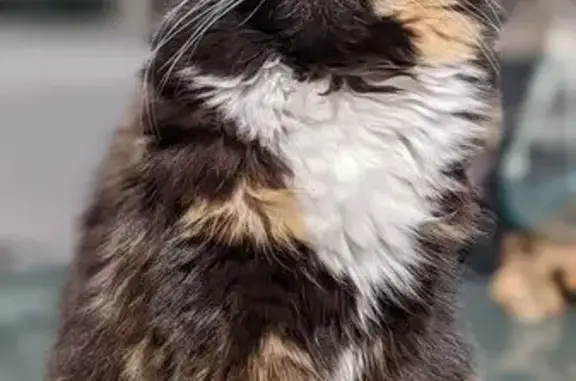 Missing cat Sydney, photo: Lost cat, McElhone Street, 172, City of Sydney, Sydney — small tortoiseshell, 2.5 kg