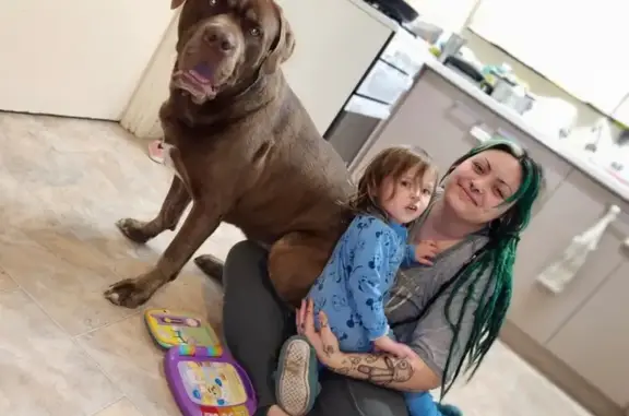 Lost pets Armadale, photo: Lost dog, Lefroy Road, Armadale — male mastiff cross with green/yellow eyes