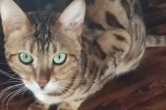 Missing cat Burns Flat, photo: Lost male cat, Burns Flat, Oklahoma — Bengal with distinctive rosettes
