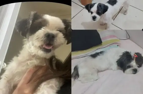Cachorro perdido, Rua Samoa Oc...