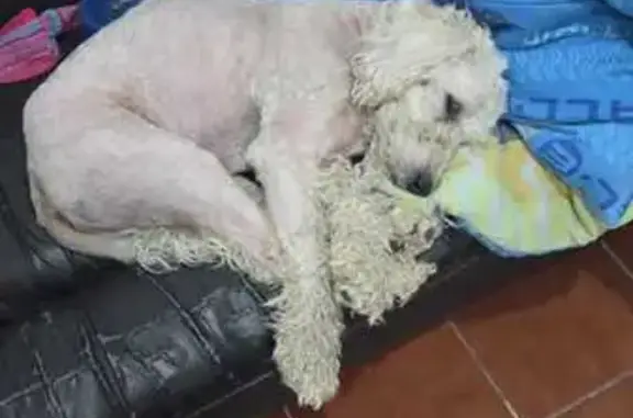 Búsqueda de mascotas, foto: Perro encontrado macho, Privada Ninguno, 15, Tepetlaoxtoc de Hidalgo, Texcoco de Mora — blanco, chino y castrado