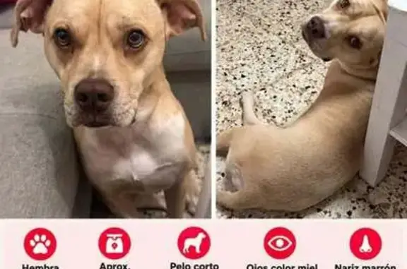 Morfología similar a pitbull, pelo corto, color canela, ojos miel, tiene una mechita blanca en el lomo, muy asustadiza