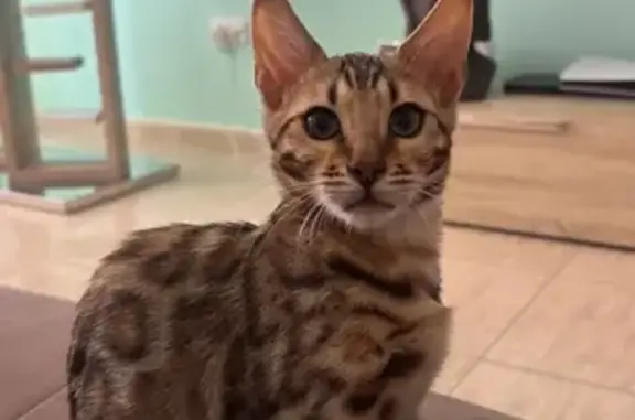 Gato perdido, Calle Cuchareras Bajas, La Matanza de Acentejo, Tacoronte — pelaje con estampado de leopardo - photo