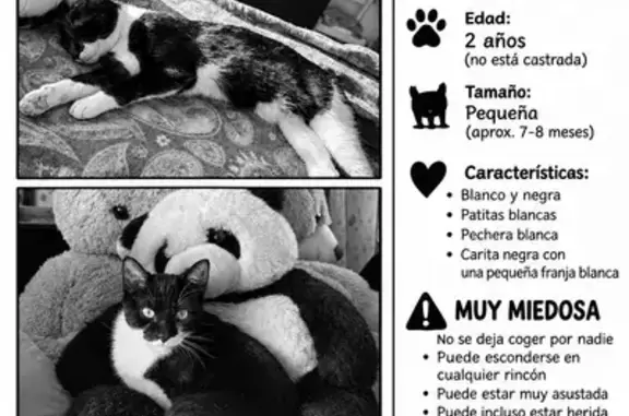 Gato perdido, Carrer Pep Ventura, 16, Torroella de Montgrí, Girona - photo