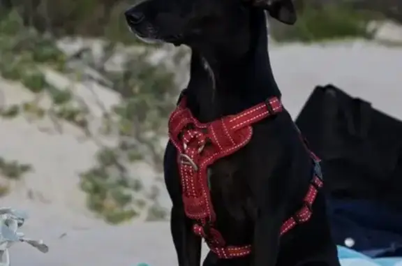 Lost dog, Vermeulen Street, 220, Pretoria — small black female dog - photo