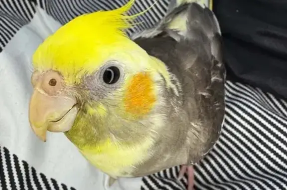 Lost bird, Bolwarra Street, 17, Hume City, Melbourne — female cockatiel with a yellow head and orange cheeks - photo