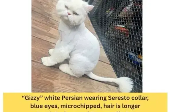 Lost male cat, Triphammer Road, Pennsylvania, Bethel Park — Persian with long hair - photo