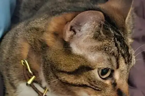 Lost cat, Stockman Road, Pocatello — 10-year-old female therapy cat - photo