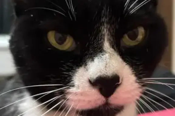 Gato perdido, Rua do Centro, 1278, Santo André — mancha de coração no nariz - photo
