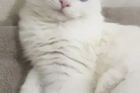 Gato perdido, Carrer de Saridakis, Palma, Barcelona — completamente blanco y asustadizo - photo