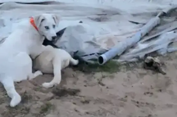 Lost Dog, Arkansas 22, Paris, Allen — Male White Pyrenees Mix with Blue Eyes - photo
