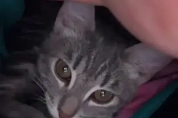 Lost female cat, South 600 East, American Fork — gray with striped legs - photo