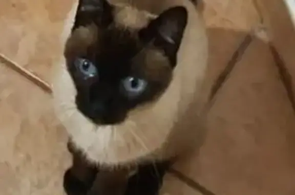 Gato perdido, Jardim Monte Azu...