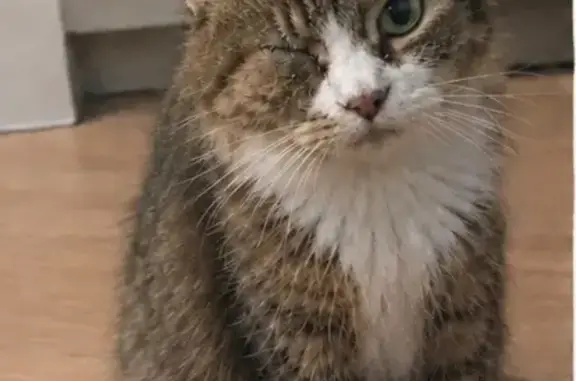 Lost cat, Old Street, 253, Greater London, Spitalfields — 18-year-old tabby with a stitched right eye - photo