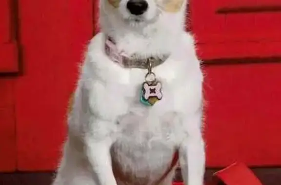 Lost dog, Able Street Northeast, 10950, Blaine, Blaine — 15-year-old Jack Russell named Daisy - photo