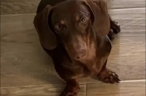 Perro perdido, hembra teckel, Calle José Carrión de Mula, 9, Málaga, Malaga — responde al nombre de Kiara - photo