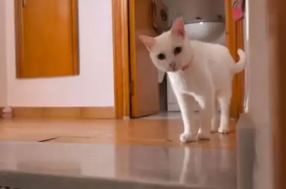 Gato perdido, hembra, Santa Pola, Comunidad Valenciana, Santa Pola — blanca y de ojos verdes - photo