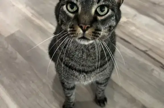 Lost male cat, Agate Trail, Inver Grove Heights — black/gray striped and very friendly - photo