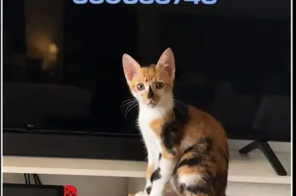 Gato perdido, hembra, Calle Inmaculada Concepción, 1, Algeciras — mancha negra en la nariz - photo