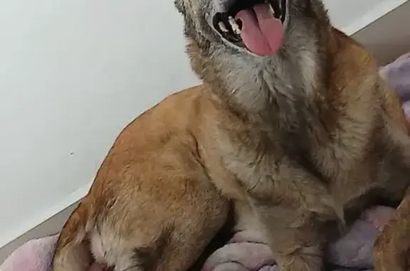 Cachorro perdido, Rua Senegalia, 79 — fêmea, Pastor Belga Malinois de 12 anos - photo