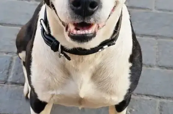Lost dog, Olive Road, 77, Centurion, Pretoria — male, wearing a collar - photo