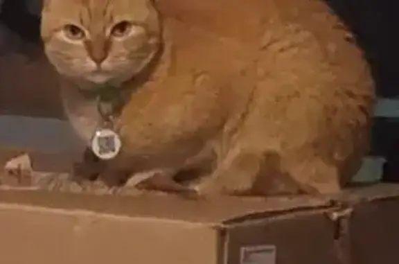 Laranja, pequena, magra, arisca. Ela só fica dentro de casa, tem 4 anos mas parece filhote. É arteira, muito ágil e rápida. Não sei como saiu.