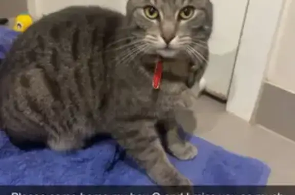 Lost male cat, Ilby Street, 12, Greater Bendigo, Melbourne — black collar - photo